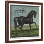 Black Beauty Brand - William Hills, California - Citrus Crate Label-Lantern Press-Framed Art Print