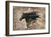 Black Beauty-Marta Wiley-Framed Giclee Print