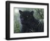 Black Beauty-Jeff Tift-Framed Giclee Print