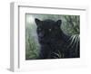 Black Beauty-Jeff Tift-Framed Giclee Print