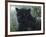 Black Beauty-Jeff Tift-Framed Giclee Print