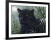 Black Beauty-Jeff Tift-Framed Giclee Print