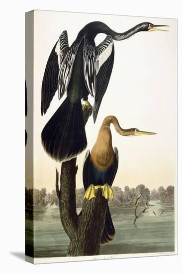 Black-Bellied Darter, 1836-John James Audubon-Stretched Canvas