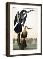 Black-Bellied Darter, 1836-John James Audubon-Framed Giclee Print