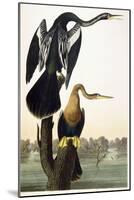 Black-Bellied Darter, 1836-John James Audubon-Mounted Giclee Print