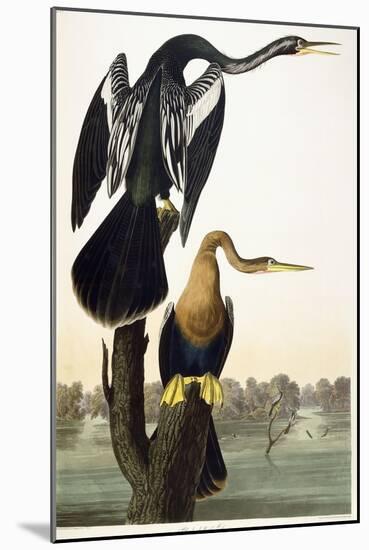 Black-Bellied Darter, 1836-John James Audubon-Mounted Giclee Print