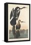 Black-bellied Darter, 1836-John James Audubon-Framed Stretched Canvas