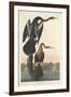 Black-bellied Darter, 1836-John James Audubon-Framed Giclee Print