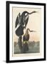 Black-bellied Darter, 1836-John James Audubon-Framed Giclee Print