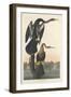 Black-bellied Darter, 1836-John James Audubon-Framed Giclee Print