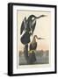 Black-bellied Darter, 1836-John James Audubon-Framed Giclee Print