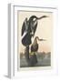 Black-bellied Darter, 1836-John James Audubon-Framed Giclee Print