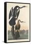 Black-bellied Darter, 1836-John James Audubon-Framed Stretched Canvas