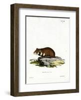 Black-Bellied Hamster-null-Framed Giclee Print