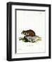Black-Bellied Hamster-null-Framed Giclee Print