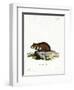 Black-Bellied Hamster-null-Framed Giclee Print