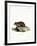 Black-Bellied Hamster-null-Framed Giclee Print