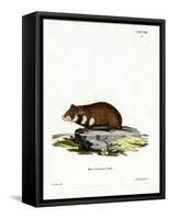 Black-Bellied Hamster-null-Framed Stretched Canvas