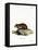 Black-Bellied Hamster-null-Framed Stretched Canvas