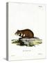 Black-Bellied Hamster-null-Stretched Canvas