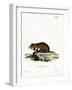 Black-Bellied Hamster-null-Framed Giclee Print