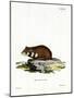Black-Bellied Hamster-null-Mounted Giclee Print