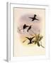 Black-Bellied Hummingbird, Callipharus Nigriventris-John Gould-Framed Giclee Print