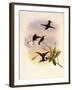 Black-Bellied Hummingbird, Callipharus Nigriventris-John Gould-Framed Giclee Print