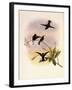 Black-Bellied Hummingbird, Callipharus Nigriventris-John Gould-Framed Giclee Print