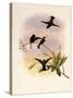 Black-Bellied Hummingbird, Callipharus Nigriventris-John Gould-Stretched Canvas