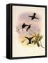 Black-Bellied Hummingbird, Callipharus Nigriventris-John Gould-Framed Stretched Canvas