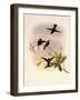 Black-Bellied Hummingbird, Callipharus Nigriventris-John Gould-Framed Giclee Print