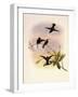 Black-Bellied Hummingbird, Callipharus Nigriventris-John Gould-Framed Giclee Print