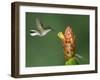 Black-Bellied Hummingbird, Central Valley, Costa Rica-Rolf Nussbaumer-Framed Photographic Print