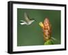 Black-Bellied Hummingbird, Central Valley, Costa Rica-Rolf Nussbaumer-Framed Photographic Print