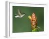 Black-Bellied Hummingbird, Central Valley, Costa Rica-Rolf Nussbaumer-Framed Photographic Print