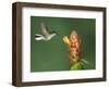 Black-Bellied Hummingbird, Central Valley, Costa Rica-Rolf Nussbaumer-Framed Photographic Print