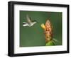 Black-Bellied Hummingbird, Central Valley, Costa Rica-Rolf Nussbaumer-Framed Photographic Print