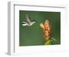 Black-Bellied Hummingbird, Central Valley, Costa Rica-Rolf Nussbaumer-Framed Photographic Print