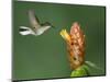 Black-Bellied Hummingbird, Central Valley, Costa Rica-Rolf Nussbaumer-Mounted Photographic Print