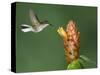 Black-Bellied Hummingbird, Central Valley, Costa Rica-Rolf Nussbaumer-Stretched Canvas