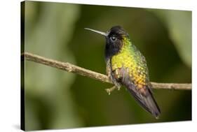 Black-Bellied Hummingbird in Cloud Forest, Costa Rica-Rob Sheppard-Stretched Canvas