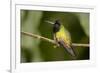 Black-Bellied Hummingbird in Cloud Forest, Costa Rica-Rob Sheppard-Framed Photographic Print