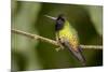 Black-Bellied Hummingbird in Cloud Forest, Costa Rica-Rob Sheppard-Mounted Photographic Print