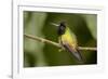 Black-Bellied Hummingbird in Cloud Forest, Costa Rica-Rob Sheppard-Framed Photographic Print