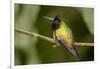 Black-Bellied Hummingbird in Cloud Forest, Costa Rica-Rob Sheppard-Framed Photographic Print