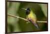 Black-Bellied Hummingbird in Cloud Forest, Costa Rica-Rob Sheppard-Framed Photographic Print