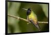 Black-Bellied Hummingbird in Cloud Forest, Costa Rica-Rob Sheppard-Framed Photographic Print