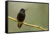 Black-Bellied Hummingbird in Cloud Forest, Costa Rica-Rob Sheppard-Framed Stretched Canvas