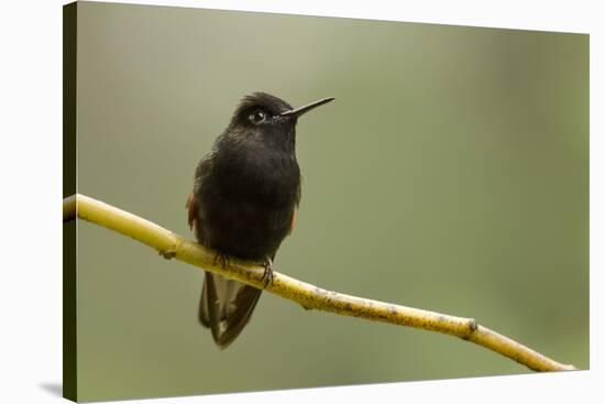 Black-Bellied Hummingbird in Cloud Forest, Costa Rica-Rob Sheppard-Stretched Canvas